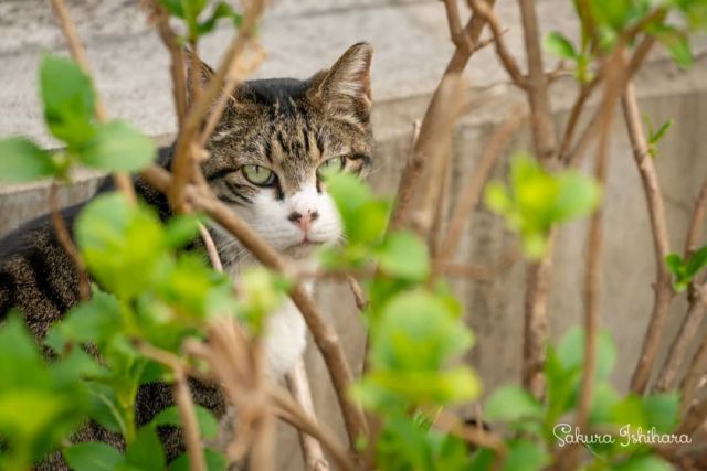 茂みに目あり👀
・・・
#SEL70200GM | #cat #猫写真 #今日の一枚 #東京 #キジ白

sakuraquiet.me/photography/gallery