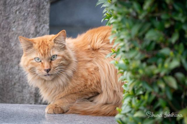 狐みたいで🦊犬みたいな🐶猫さん🐱
・・・
#cat #猫写真 #今日の一枚 #東京 #茶トラ

sakuraquiet.me/photography/gallery