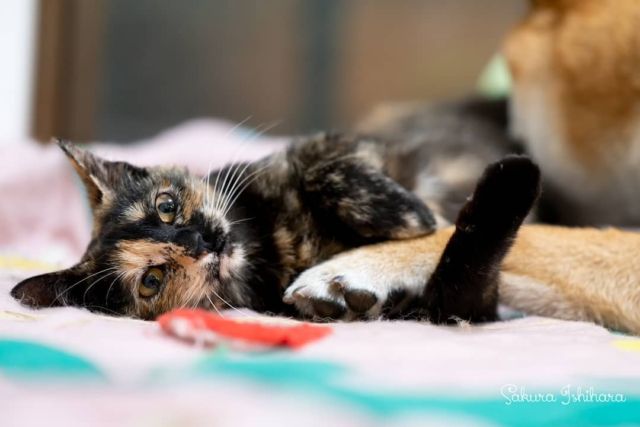 連載中 #ネコとオッサン SeasonII  柴犬とラブラブなネコ・キーちゃん ☞ http://bit.ly/nekoossan_012
・・・
#cat #猫写真 #oceans_magazine  #今日の一枚