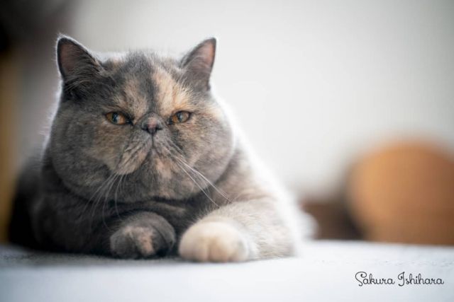 連載中 #ネコとオッサン SeasonII 強面なのに中身は可憐なネコ・すもも
☞ http://bit.ly/nekoossan_010
・・・
#cat #猫写真 #oceans_magazine  #今日の一枚