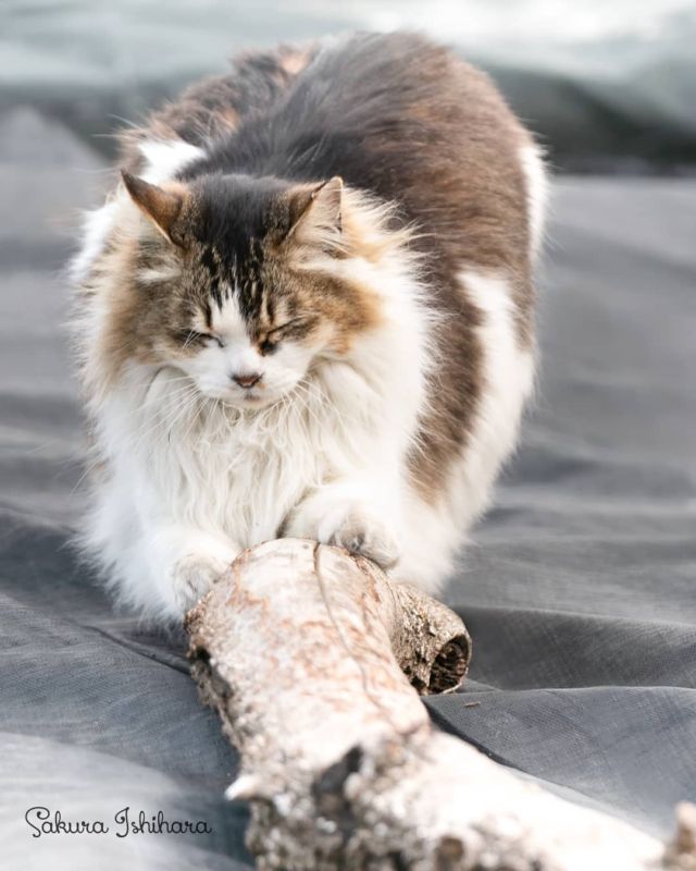 丹念に研ぎます
・・・
#cat #猫写真 #今日の一枚 #キジ白 #東京 
sakuraquiet.me/photography/gallery