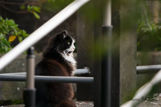 ぱられるらいん
・・・
#SEL70200GM | #cat #猫写真 #今日の一枚 #東京 #黒白

sakuraquiet.me/photography/gallery