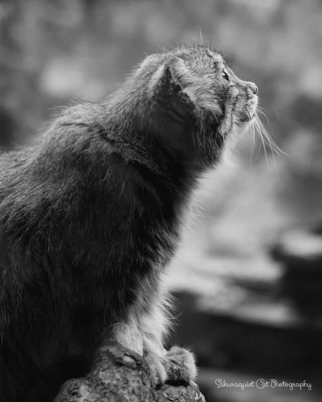 なんとも味わい深い横顔、なのです
・・・
#cat #猫写真 #今日の一枚 #マヌルネコ #上野動物園 
sakuraquiet.me/photography/gallery