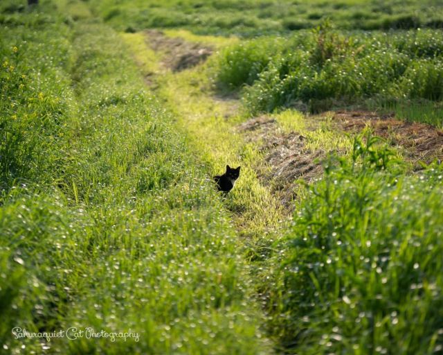 ゆうがたあぜ道、かえり道🌾
・・・
#SIGMA50100mm | #cat #猫写真 #今日の一枚 #黒白 #千葉 
sakuraquiet.me/photography/gallery