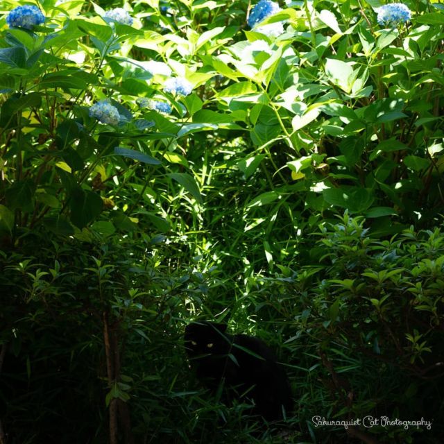 #紫陽花 の猫道
・・・
#cat #猫写真 #今日の一枚 #黒猫 #東京 
sakuraquiet.me/photography/gallery