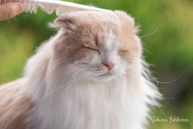 連載中 #ネコとオッサン SeasonII 「ネコ・オブ・ザ・イヤー」中間発表からモクくん😻
☞  http://bit.ly/nekoossan_mid_repo
・・・
#cat #猫写真 #oceans_magazine  #今日の一枚
