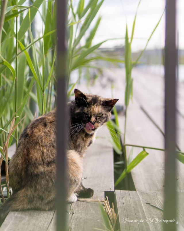 これからも程よい距離感でいきましょうや👅
・・・
#cat #猫写真 #今日の一枚 #サビ #千葉 
sakuraquiet.me/photography/gallery