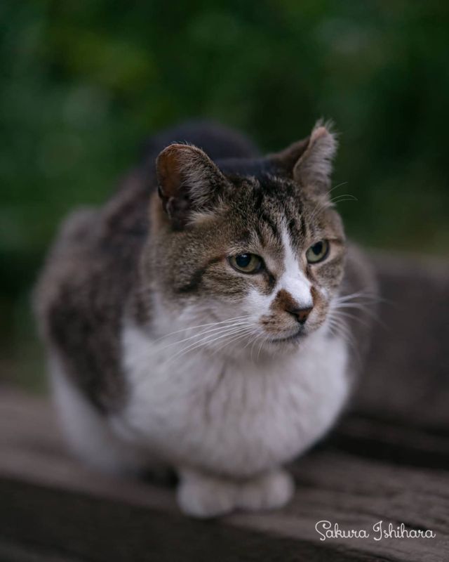 夕涼みしつつ待ち伏せ中
・・・
#cat #猫写真 #今日の一枚 #東京 #キジ白

sakuraquiet.me/photography/gallery