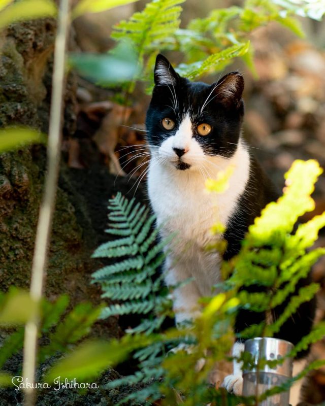 これはシダですかね
・・・
#cat #猫写真 #今日の一枚 #黒白 #東京

sakuraquiet.me/photography/gallery