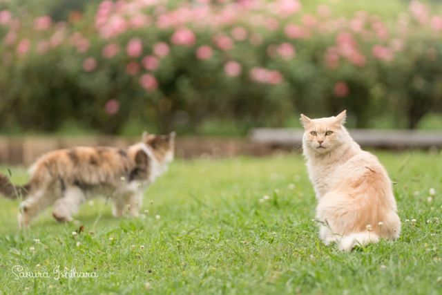 おデートかしら?
・・・
#cat #猫写真 #今日の一枚 #三毛 #クリーム #千葉

sakuraquiet.me/photography/gallery