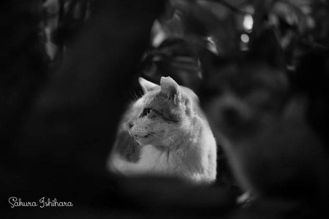 しげみのふたり
・・・
#cat #猫写真 #今日の一枚 #茶白 #三毛猫 #東京

sakuraquiet.me/photography/gallery