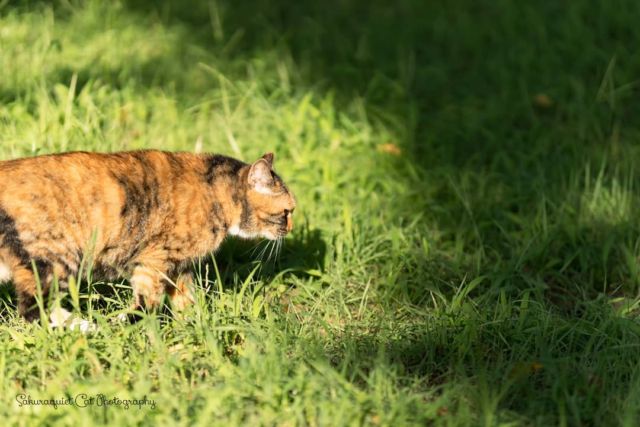 寒いのは嫌だけど、かといって暖かすぎるのも、、（ブツブツ）
・・・
#cat #猫写真 #今日の一枚 #三毛 #東京 
sakuraquiet.me/photography/gallery
