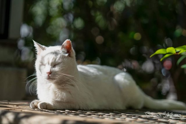少しの晴れ間も逃さずに
・・・
#cat #猫写真 #今日の一枚 #白猫 #東京

sakuraquiet.me/photography/gallery