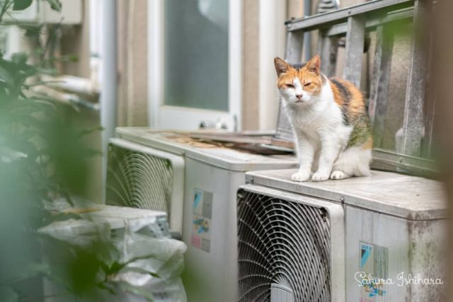 なんざんしょ
・・・
#cat #猫写真 #今日の一枚 #三毛 #東京

sakuraquiet.me/photography/gallery