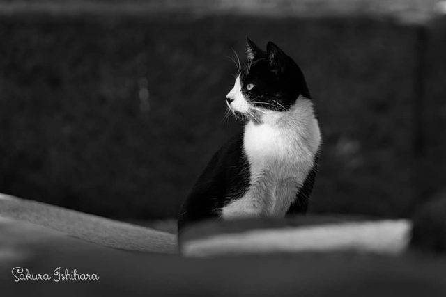 モノクロねこさん⚪⚫モノクロームが似合うのね
・・・
#cat #猫写真 #今日の一枚 #黒白 #東京

sakuraquiet.me/photography/gallery