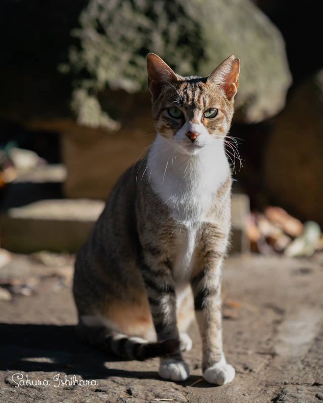 見据える
・・・
#cat #猫写真 #今日の一枚 #キジ白 #東京

sakuraquiet.me/photography/gallery