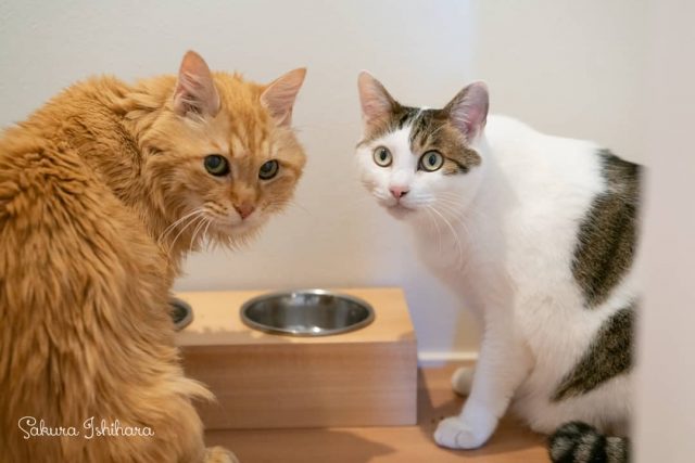 連載中 #ネコとオッサン SeasonII  絶妙な距離感をキープする6年目のコンビネコ・パブロ＆フク
☞ http://bit.ly/nekoossan_018
・・・
#cat #猫写真 #oceans_magazine  #今日の一枚