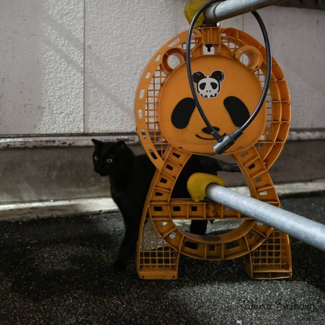 影のようで影ではないの
・・・
#cat #猫写真 #今日の一枚 #黒猫 #東京

sakuraquiet.me/photography/gallery