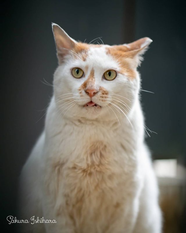 テヘペロ
・・・
#cat #猫写真 #今日の一枚 #茶白 #東京

sakuraquiet.me/photography/gallery