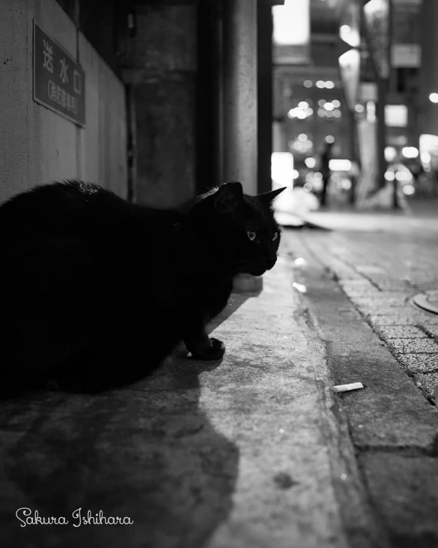 僕の街
・・・
#cat #猫写真 #今日の一枚 #黒猫 #東京

sakuraquiet.me/photography/gallery