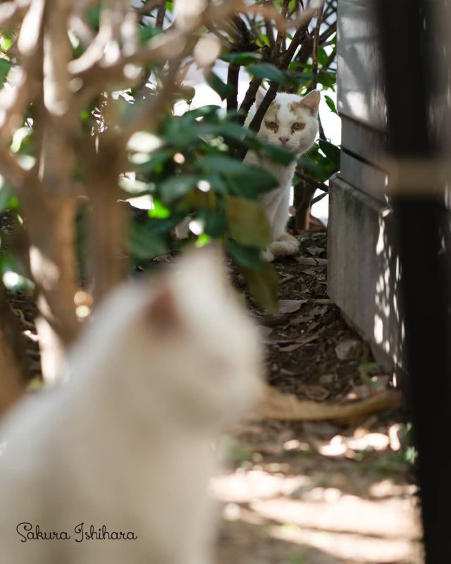 うしろ、うしろー!
・・・
#cat #猫写真 #今日の一枚 #茶白 #東京

sakuraquiet.me/photography/gallery