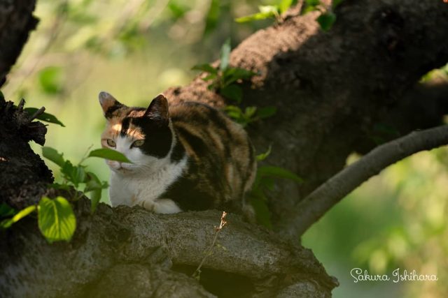 風通しのよい場所
・・・
#cat #猫写真 #今日の一枚 #三毛猫 #東京

sakuraquiet.me/photography/gallery