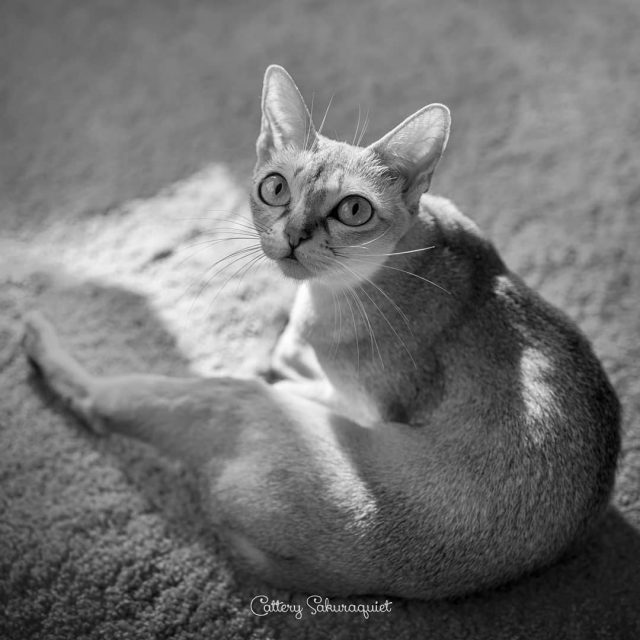 うちのこ、アセラちゃん😻
・・・
#cat #猫写真 #猫美しく #今日の一枚 #シンガプーラ #singapuracat #キャッテリー通信 #sakuraquiet

sakuraquiet.me/photography/gallery