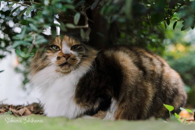 お休み中だったね
・・・
#cat #猫写真 #今日の一枚 #三毛猫 #東京

sakuraquiet.me/photography/galler
