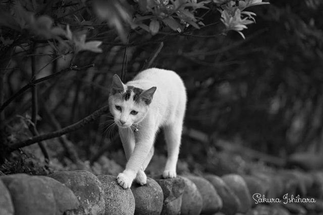 石垣にやわらかあんよ
・・・
#cat #猫写真 #今日の一枚 #キジ白 #台湾

sakuraquiet.me/photography/gallery