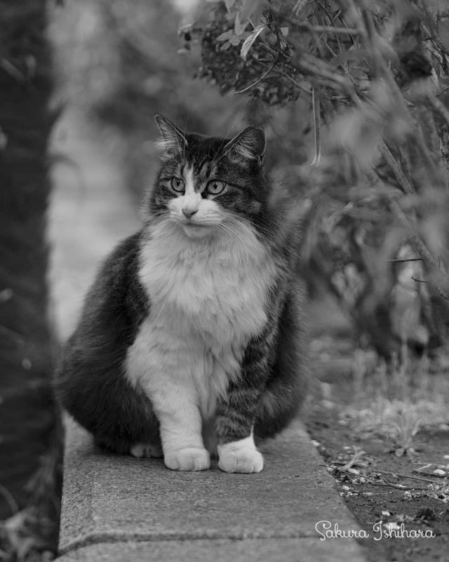 街角美猫さん
・・・
#cat #猫写真 #今日の一枚 #キジ白 #東京

sakuraquiet.me/photography/gallery