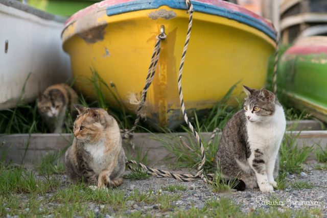 右向け～右?
・・・
#cat #猫写真 #今日の一枚 #三毛猫 #キジ白 #千葉

sakuraquiet.me/photography/gallery
