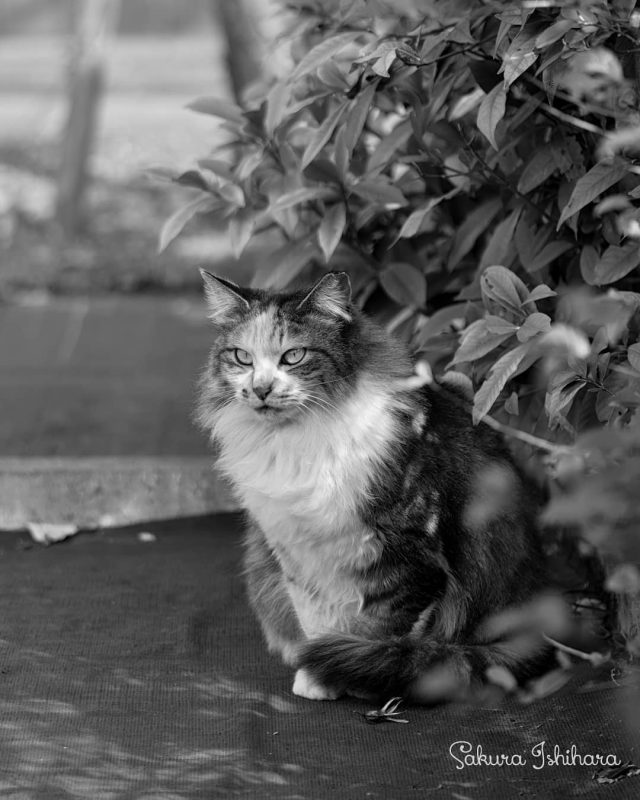 しっぽり
・・・
#cat #猫写真 #今日の一枚 #三毛猫 #東京

sakuraquiet.me/photography/gallery