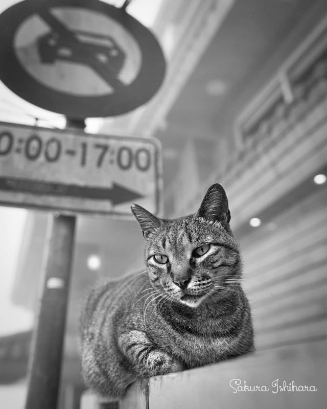 お昼寝中につき進入禁止
・・・
#cat #猫写真 #今日の一枚 #キジ #台湾
sakuraquiet.me/photography/gallery
