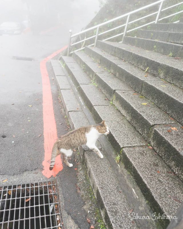 霧中散歩
・・・
#cat #猫写真 #今日の一枚 #キジ白 #台湾

sakuraquiet.me/photography/gallery