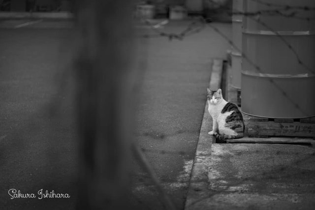 不可侵領域
・・・
#cat #猫写真 #今日の一枚 #三毛 #東京
sakuraquiet.me/photography/gallery