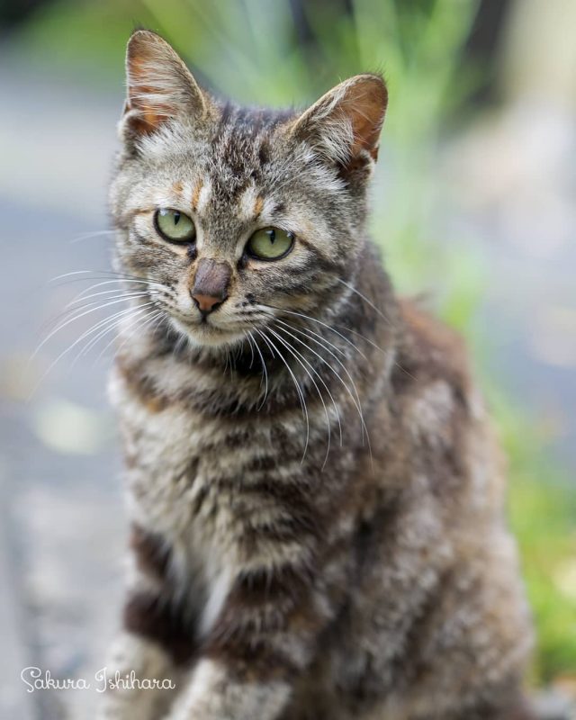 振り向いたらいた子
・・・
#cat #猫写真 #今日の一枚 #キジ

sakuraquiet.me/photography/gallery