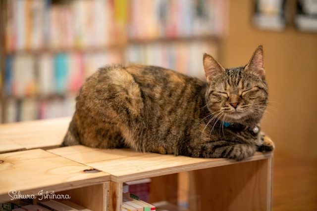 連載中 #ネコとオッサン SeasonII  本屋で働くネコ・カルテット。読太、鈴、さつき&チョボ六 ☞ http://bit.ly/nekoossan_023
・・・
#cat #猫写真 #oceans_magazine #今日の一枚