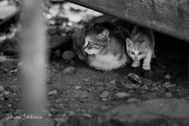 おやこねこのすみか
・・・
#cat #猫写真 #今日の一枚 #三毛 #茶白 #千葉

sakuraquiet.me/photography/gallery