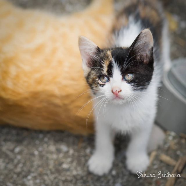 無垢なおめめ
・・・
#cat #猫写真 #今日の一枚 #三毛 #大分
sakuraquiet.me/photography/gallery