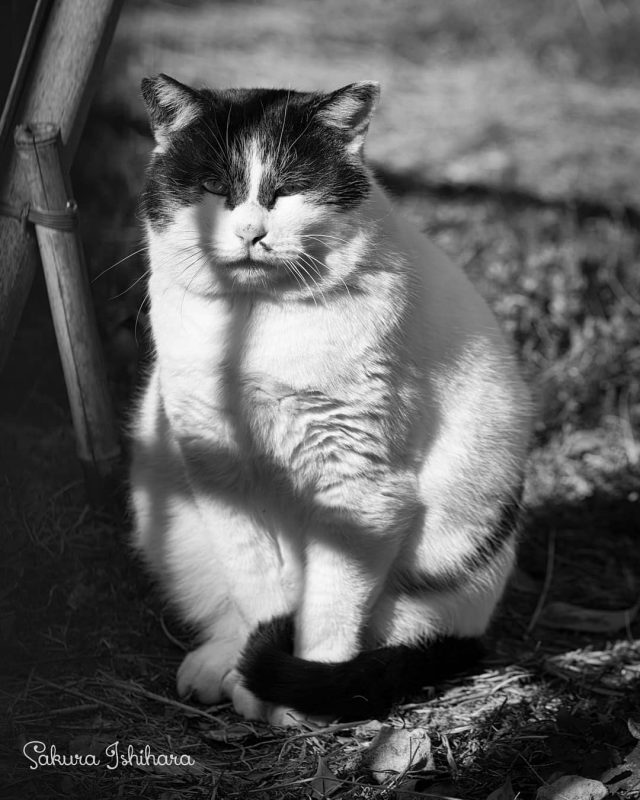 誰かに似てるの
・・・
#cat #猫写真 #今日の一枚 #黒白 #東京
sakuraquiet.me/photography/gallery
