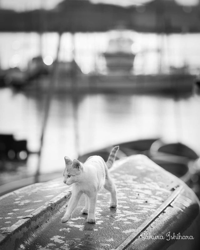 朝露さんぽ
・・・
#cat #猫写真 #今日の一枚 #茶白 #千葉

sakuraquiet.me/photography/gallery