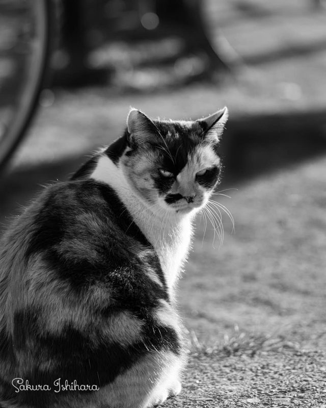 見返りじろり
・・・
#cat #猫写真 #今日の一枚 #三毛 #東京
sakuraquiet.me/photography/gallery