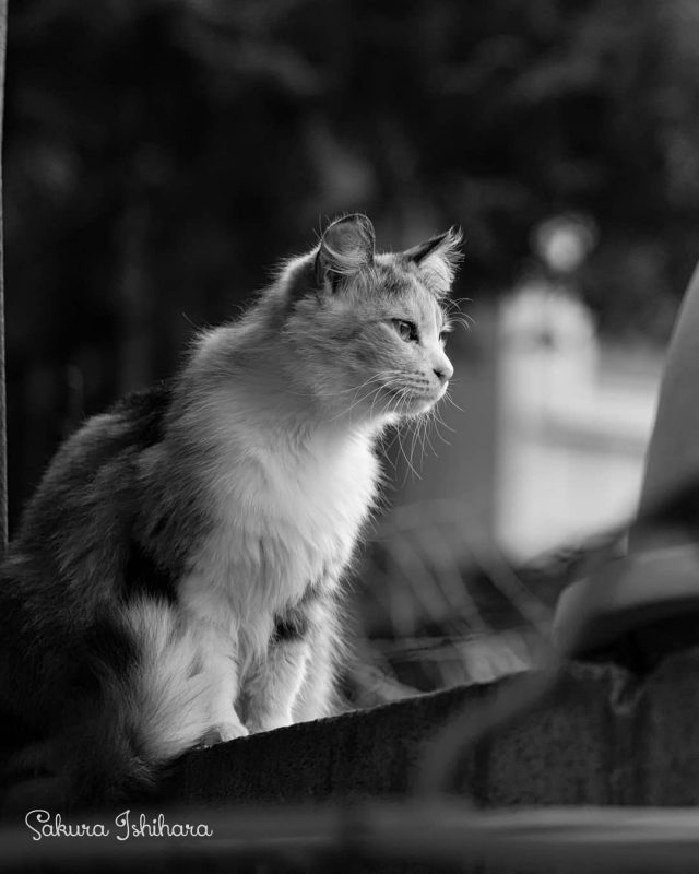 おげんきですか
・・・
#cat #猫写真 #今日の一枚 #三毛猫 #東京

sakuraquiet.me/photography/gallery