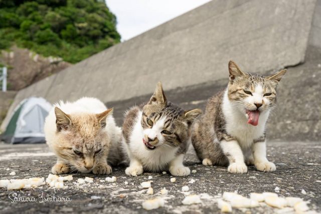 いーけないんだ
・・・
#cat #猫写真 #今日の一枚 #キジ白 #リンクスポイント

sakuraquiet.me/photography/gallery