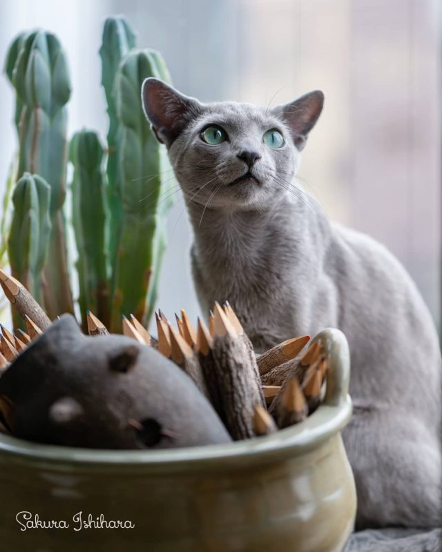 翡翠の瞳にくぎづけ😻
・・・
#cat #猫写真 #今日の一枚 #ロシアンブルー

sakuraquiet.me/photography/gallery