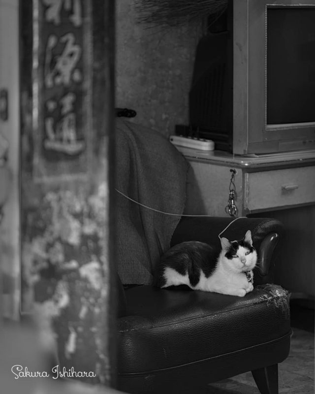 ノスタルジー
・・・
#cat #猫写真 #今日の一枚 #黒白 #台湾

sakuraquiet.me/photography/gallery