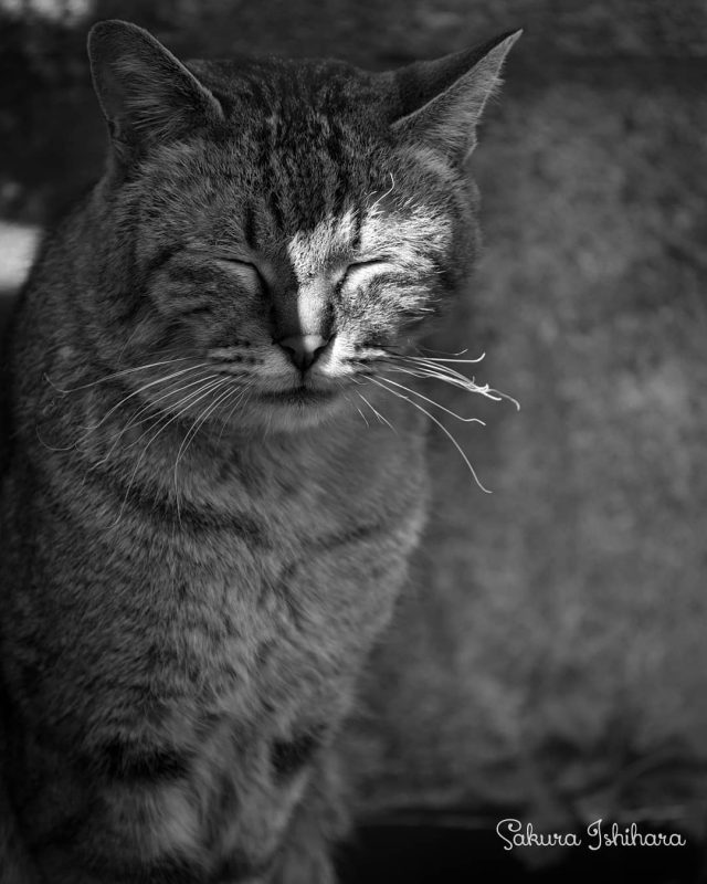 ちょびっとだけ
・・・
#cat #猫写真 #今日の一枚 #キジトラ #東京
sakuraquiet.me/photography/gallery