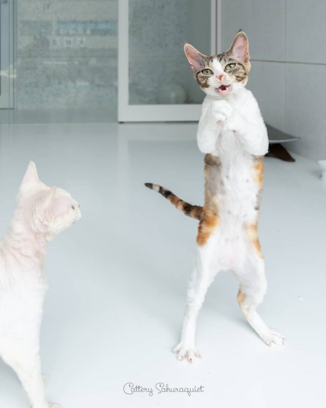 ミケコの歌唱力😻
・・・
#cat #猫写真 #今日の一枚 #デボンレックス #devonrex #キャッテリー通信 #sakuraquiet #ヒャクパーセントネコ

sakuraquiet.me/photography/gallery