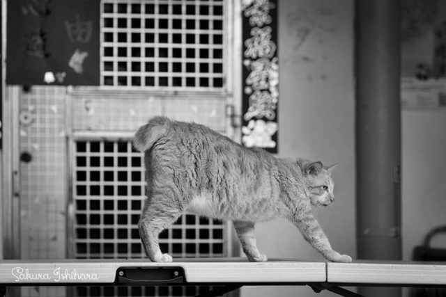 そろりと起きる
・・・
#cat #猫写真 #今日の一枚 #茶トラ #台湾
sakuraquiet.me/photography/gallery
