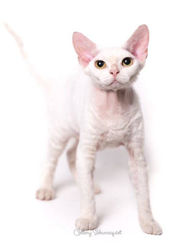 うちのこ、ディアナちゃん😻仁王立ち
・・・
#cat #猫写真 #今日の一枚 #デボンレックス #devonrex #キャッテリー通信 #sakuraquiet

sakuraquiet.me/photography/gallery